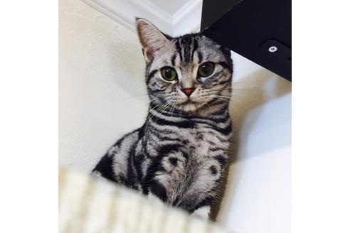 販売中のアメリカンショートヘアの親猫